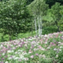 水上宝台樹　やすらぎの森自然花苑 (花と森林浴の公園)のイメージ画像