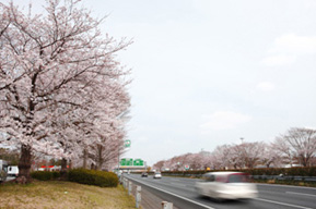 高速道路に植えられた桜の木のイメージ画像