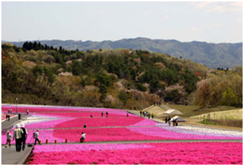 市貝町芝桜.png