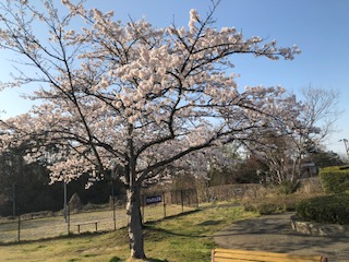 下り線・桜①.png