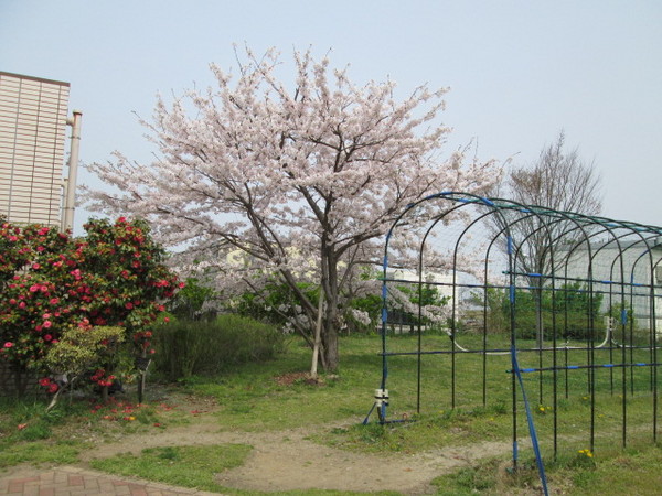 下り桜.JPG
