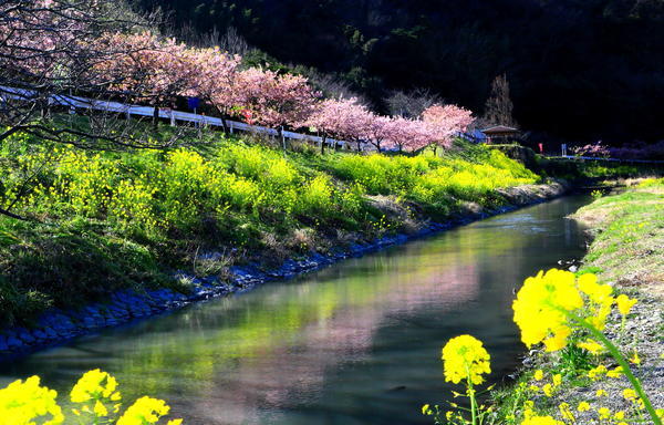 「水面に写る春」.JPG