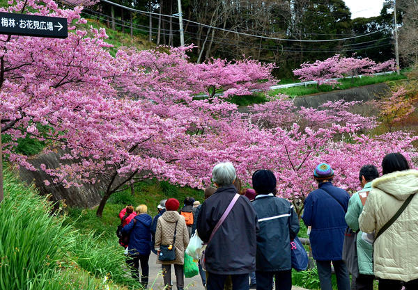 「お花見広場」.jpg