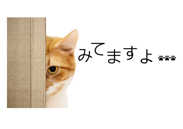 猫.png