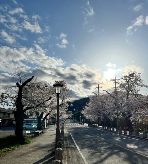 宝登山（桜）.png