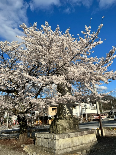 桜3.png