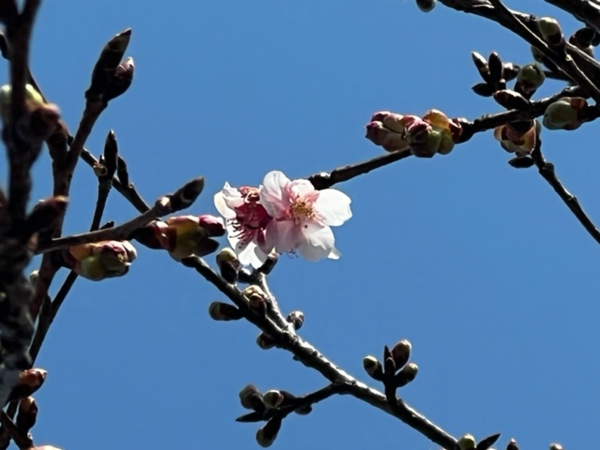 桜②.png