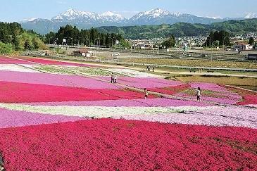 芝桜.jpg