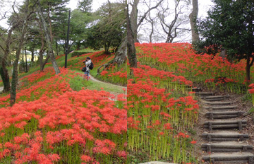 Pick up おすすめ！彼岸花の名所✿羽黒山公園のイメージ画像