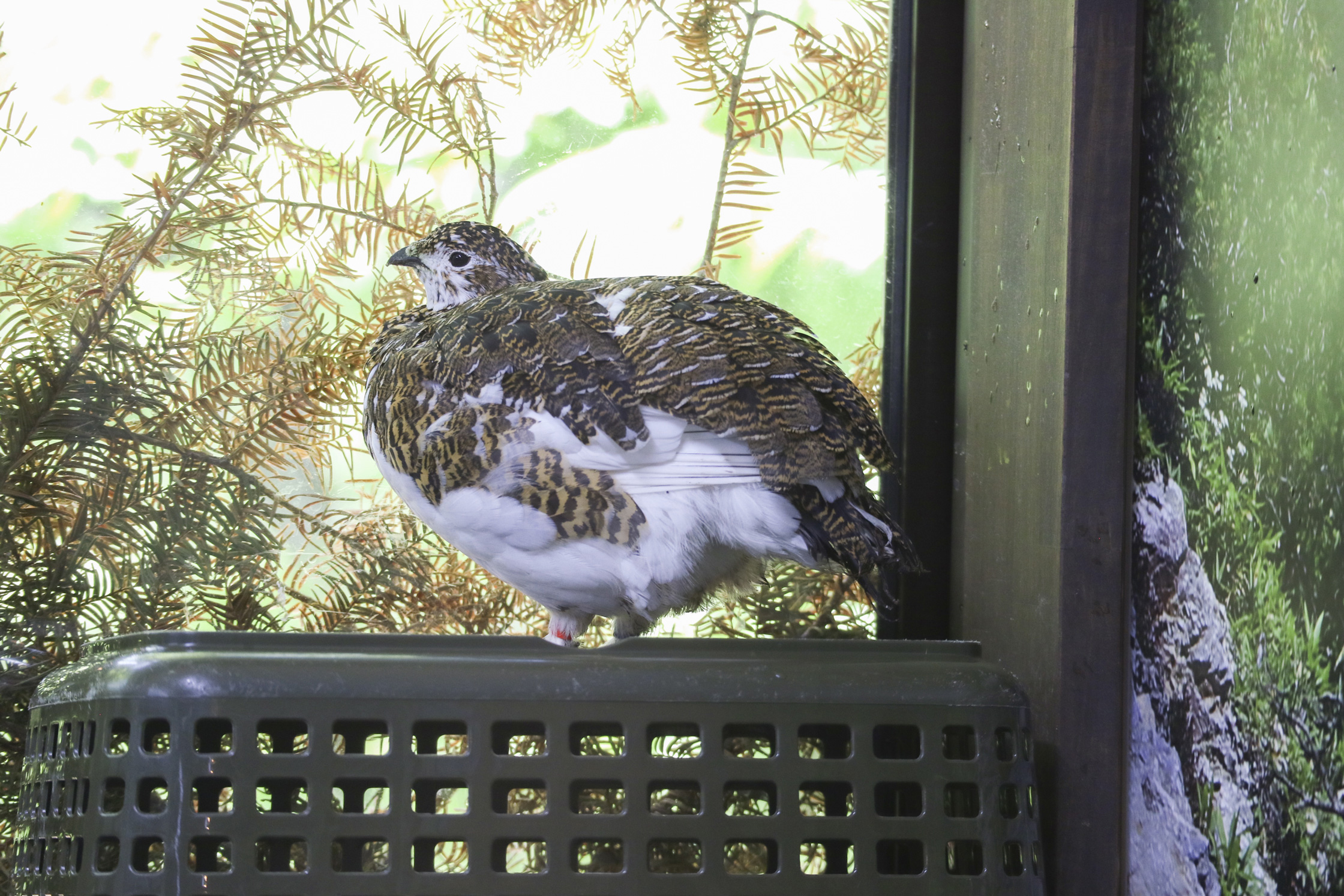 高山で生きる不思議な鳥 ライチョウを育てる 大町山岳博物館 | 未知の細道 | ドラぷら