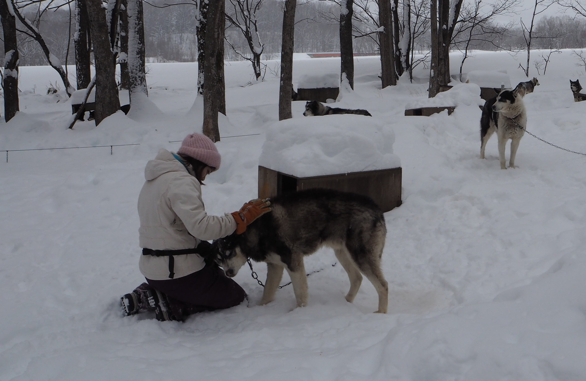 16キロを走破した僕らは ワン チーム 北海道の雪原を犬ぞりで駆ける 未知の細道 ドラぷら