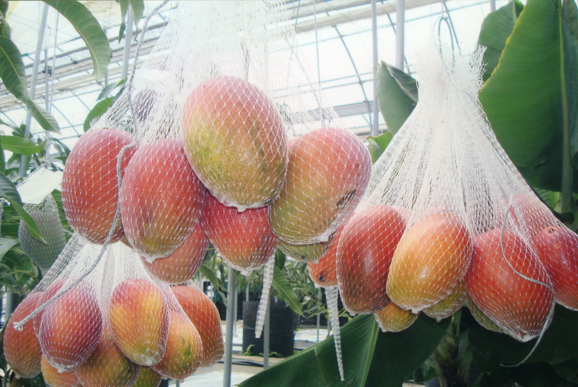 最高級の糖度の秘密 花き栽培の技術が実を結んだ マンゴー栽培 未知の細道 ドラぷら